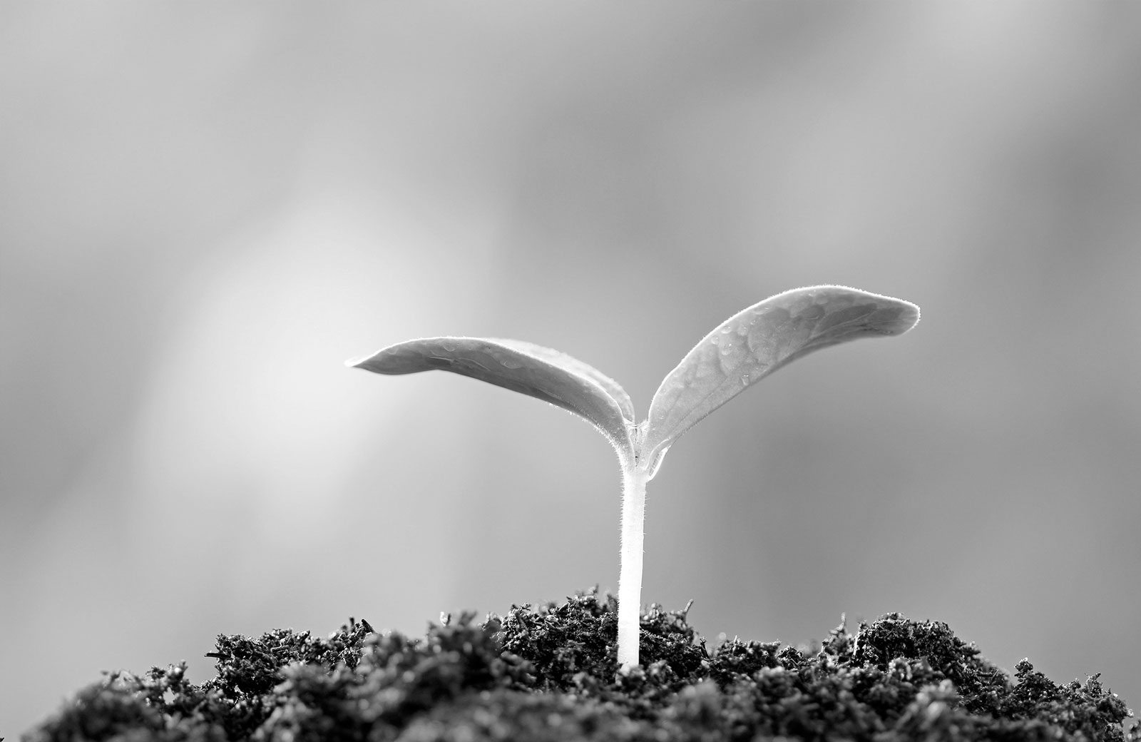 Revenue Growth